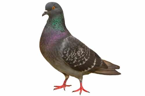 Taxe : les patrons pigeons…