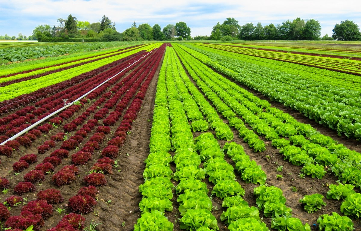 l’agriculture bio