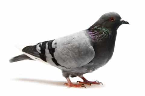 Les pigeons plus efficaces que les syndicats patronaux