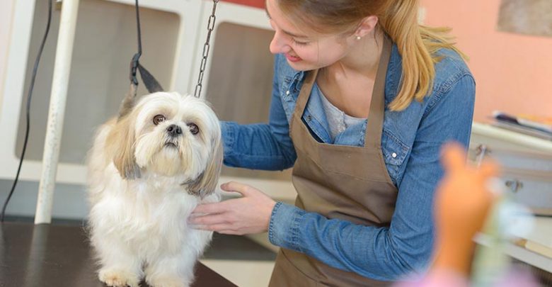 Ces business qui cartonnent autour des animaux