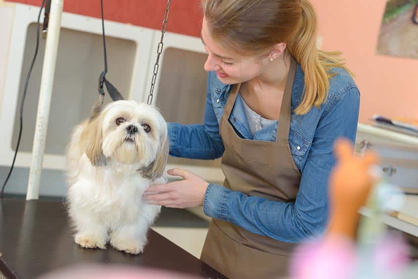 Ces business qui cartonnent autour des animaux