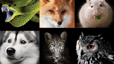 Photo of Quel animal-entrepreneur êtes-vous ?