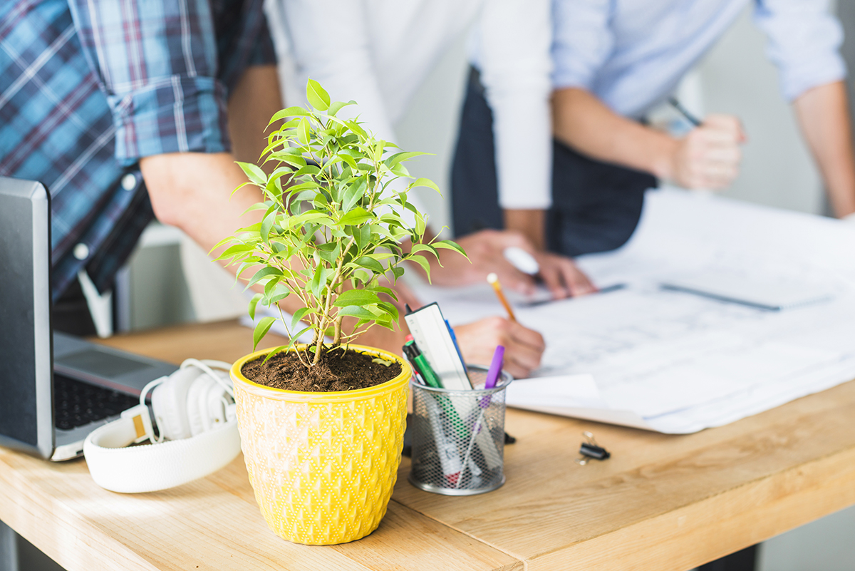 plantes en entreprise